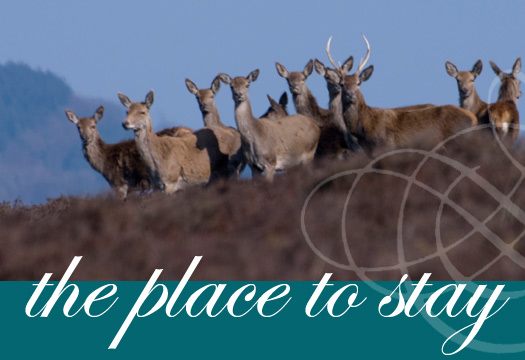 Red deer on Exmoor